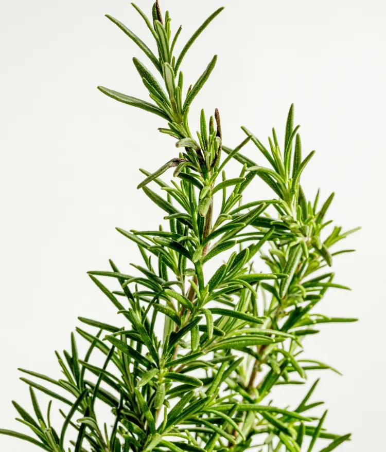 Rosemary