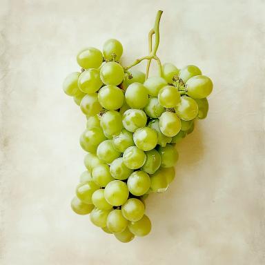 Sauvignon Blanc