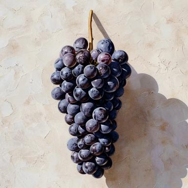 Muscat Noir